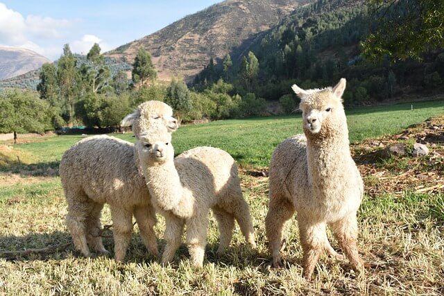 Alpaca Andina